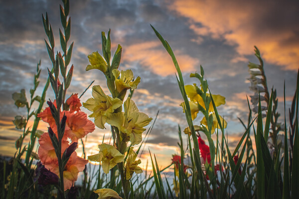Gladioli Sunset Tribute Picture Board by DAVID FRANCIS