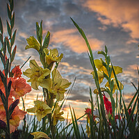 Buy canvas prints of Gladioli Sunset Tribute by DAVID FRANCIS