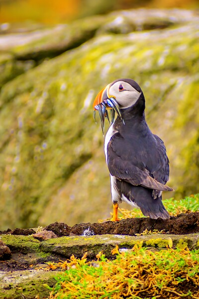 Atlantic puffin after a successful fishing trip for sand eels                                   Picture Board by DAVID FRANCIS