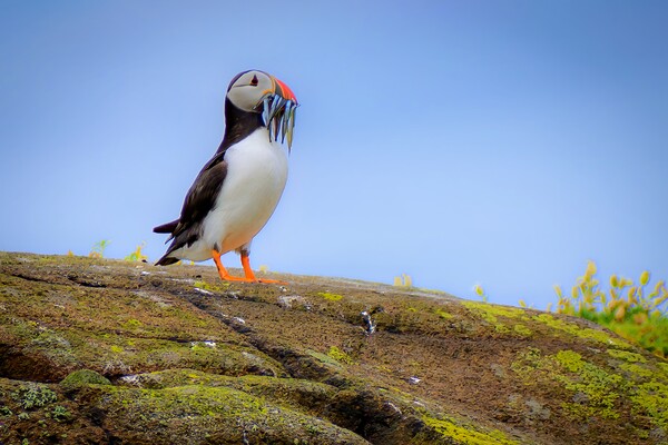 Atlantic Puffin with a catch of sand eels Picture Board by DAVID FRANCIS