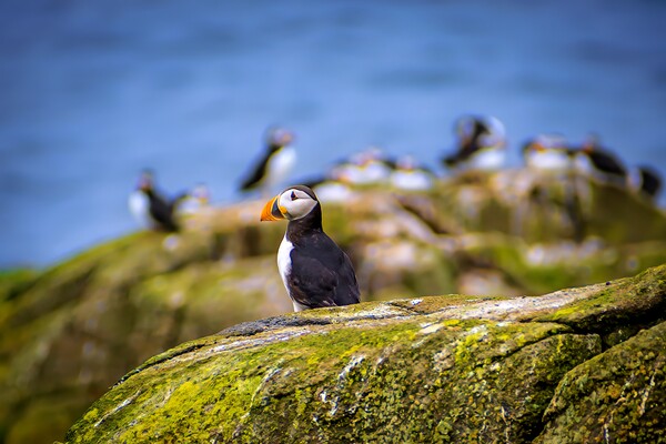 An Atlantic Puffin sits quietly on the Isle of May Picture Board by DAVID FRANCIS