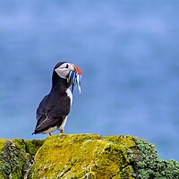 Buy canvas prints of Atlantic Puffin with a catch of sand eels by DAVID FRANCIS