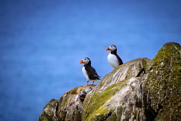Two Puffins standing proudly on the cliffs Picture Board by DAVID FRANCIS