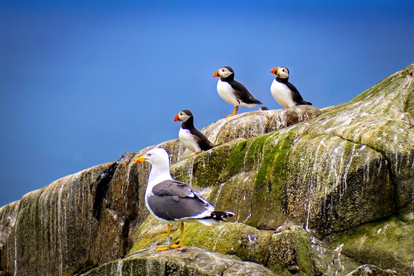 A circus of Puffins on the Isle of May in Scotland Picture Board by DAVID FRANCIS