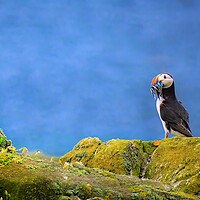 Buy canvas prints of Atlantic Puffin with a catch of sand eels by DAVID FRANCIS