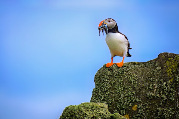 A Puffin Standing proudly with a catch of Sand Eels Picture Board by DAVID FRANCIS