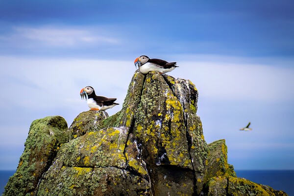 Two Puffins sit with their catch of Sand Eels Picture Board by DAVID FRANCIS