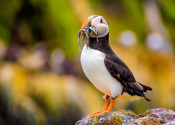 Amazing Puffin with a colourful catch of Sand Eels Picture Board by DAVID FRANCIS
