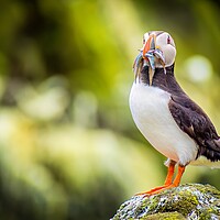 Buy canvas prints of Majestic Puffin with a colourful catch of Sand Eels by DAVID FRANCIS