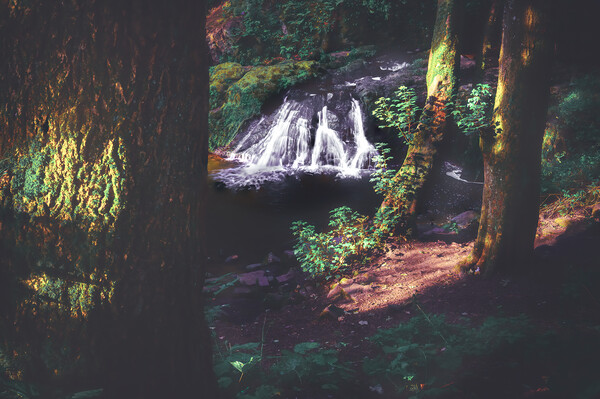 Hidden Gem Arbirlot Waterfall Scotland Picture Board by DAVID FRANCIS