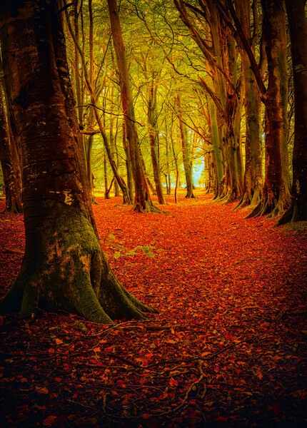 Autumn at Ethie Woods in Arbroath Scotland Picture Board by DAVID FRANCIS