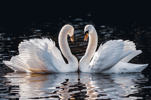 Mute Swans Courtship Love Picture Board by DAVID FRANCIS