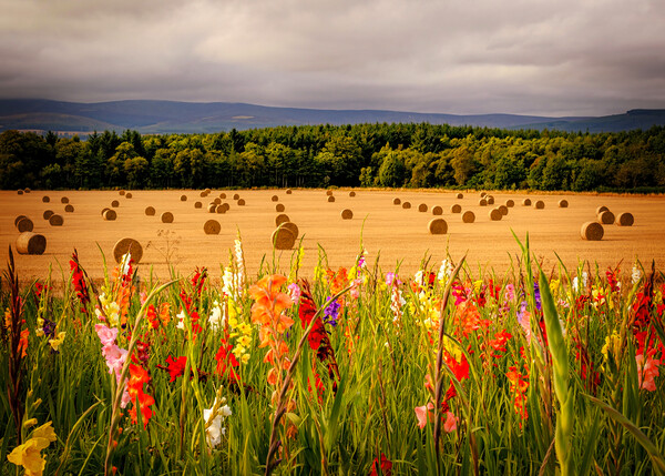 Flower Field of Gladioli at Laurencekirk Gladioli Picture Board by DAVID FRANCIS
