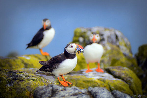 Puffin with Sand Eels on the Isle of May Picture Board by DAVID FRANCIS