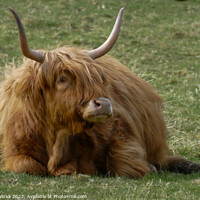 Buy canvas prints of A highland cow sitting in the grass by Joani Maliska