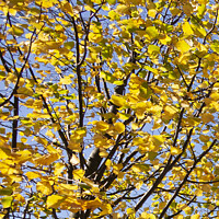 Buy canvas prints of Bright yellow leaves against a blue sky by Rose Sicily