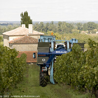Buy canvas prints of Grape picking harvest in the vineyards, Cognac Charente-Maritime France by Rose Sicily