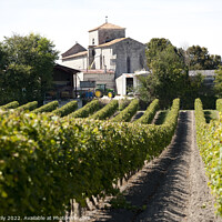 Buy canvas prints of Grape vineyards, Cognac Charente-Maritime France by Rose Sicily