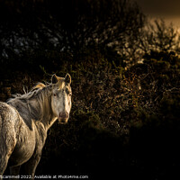 Buy canvas prints of Evening light over an inquisitive Bodmin Pony on B by Gordon Scammell