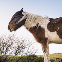 Buy canvas prints of An iconic wild Bodmin Pony grazing on Bodmin Moor  by Gordon Scammell