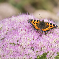 Buy canvas prints of A Tortoiseshell Butterfly Aglais urtica feeding on by Gordon Scammell