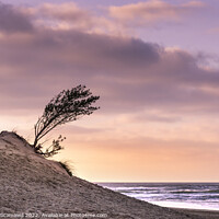 Buy canvas prints of Evening light over a small windblown tree growing  by Gordon Scammell