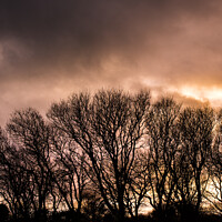 Buy canvas prints of Trees silhouetted by an intense sunset in Cornwall by Gordon Scammell