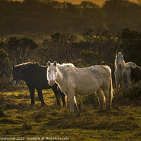 Buy canvas prints of Wild Bodmin Ponies grazing in evening light on the by Gordon Scammell
