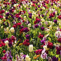 Buy canvas prints of Colourful tulips by Gordon Scammell