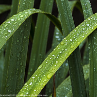 Buy canvas prints of Dewdrops on Iris leaves. by Gordon Scammell
