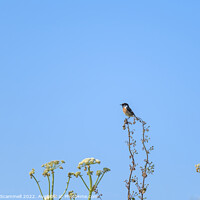 Buy canvas prints of A Stonechat perched on a plant in a field. by Gordon Scammell