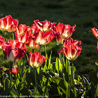 Buy canvas prints of Red Tulips. by Gordon Scammell