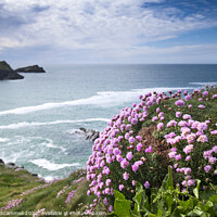 Buy canvas prints of Sea Thrift growing on the coast at Polly Joke in C by Gordon Scammell