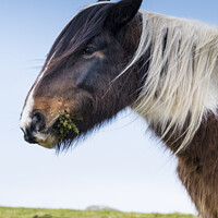 Buy canvas prints of A wild Bodmin Pony grazing on gorse on Bodmin Moor by Gordon Scammell