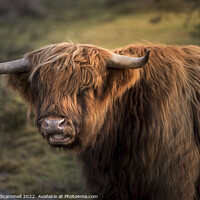 Buy canvas prints of Highland Cattle by Gordon Scammell