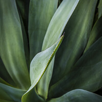 Buy canvas prints of Aloe vera plant. by Gordon Scammell