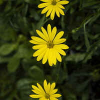 Buy canvas prints of Yellow Osteospermum   by Gordon Scammell