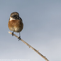 Buy canvas prints of A Stonechat perched on a twig.  by Gordon Scammell