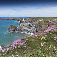Buy canvas prints of Sea Thrift growing on the coast at Bedruthan Steps by Gordon Scammell