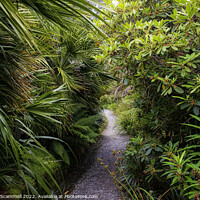 Buy canvas prints of The sub-tropical Trebah Garden in Cornwall. by Gordon Scammell