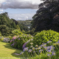 Buy canvas prints of The sub-tropical Trebah Garden in Cornwall. by Gordon Scammell