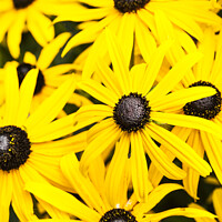 Buy canvas prints of Black Eyed Susan flowers. by Gordon Scammell