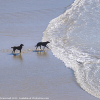 Buy canvas prints of Dogs paddling in the sea at Polly Joke in Cornwall by Gordon Scammell