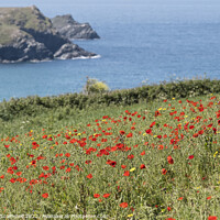 Buy canvas prints of Poppies on Pentire Point West in Newquay, Cornwall by Gordon Scammell