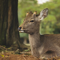 Buy canvas prints of A Roe Deer relaxing by Elizabeth Hudson