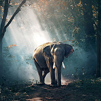 Buy canvas prints of Sun beaming down on an Elephant by Elizabeth Hudson
