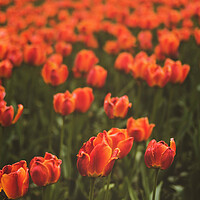 Buy canvas prints of Red Tulip Field by Elizabeth Hudson