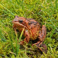 Buy canvas prints of A frog sitting on the grass by Kayleigh Maughan
