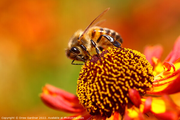 Honey Bee Pollinating Picture Board by Drew Gardner