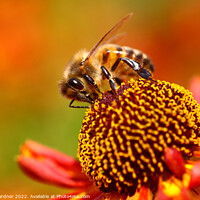 Buy canvas prints of Honey Bee Pollinating by Drew Gardner